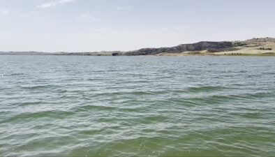 Atatürk Baraj Göleti’ne 3,5 milyon balık yavrusu salındı