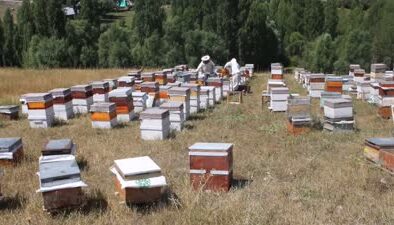 Ağrı’da 550 arıcı 70 bin kovanda bal hasadını tamamladı