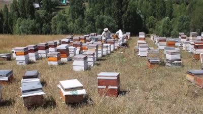 Ağrı’da 550 arıcı 70 bin kovanda bal hasadını tamamladı