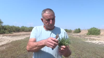 Bekçiliğini yaptığı araziyi değerlendirip yılda 3 ton deniz börülcesi üretimine ulaştı
