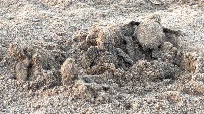 Caretta caretta yavrularının yuvalarından çıkışı görüntülendi
