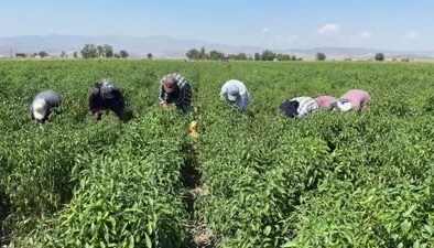 Maraş biberinde 30 bin ton rekolte hedefiyle hasat başladı