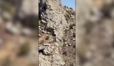 Dağ keçileri sürü halinde görüntülendi