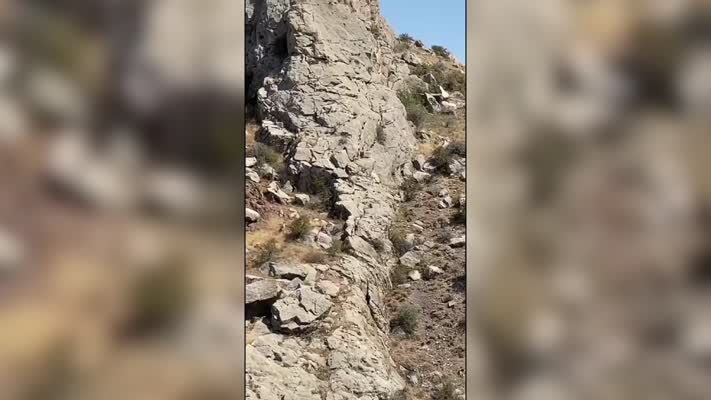 Dağ keçileri sürü halinde görüntülendi