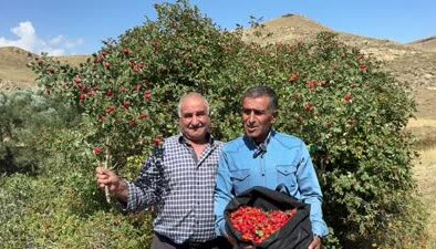 Ağrı’da dağlarda yetişen kuşburnu zahmetle toplanıyor