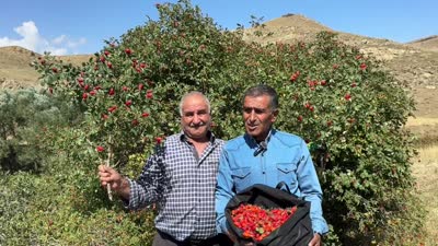 Ağrı’da dağlarda yetişen kuşburnu zahmetle toplanıyor