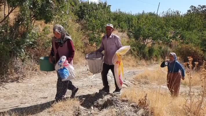 Demirci’de çitlembik hasadı başladı, çiftçiler umutlu