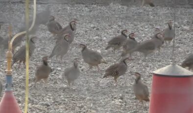 Deprem sonrası üretilen kınalı keklikler doğaya geri dönüyor
