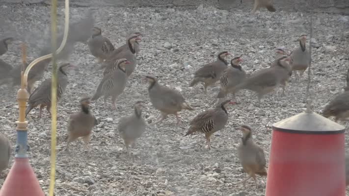 Deprem sonrası üretilen kınalı keklikler doğaya geri dönüyor