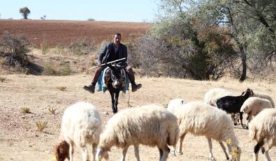 Elazığ’da çoban maaşları memur maaşlarını geçti, çoban bulunamıyor