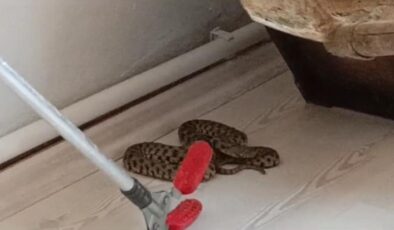 Elazığ’da eve giren yılan itfaiye ekiplerince çıkarıldı