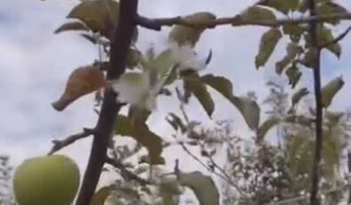Elazığ’da meyve veren elma ağacı tekrar çiçek açtı