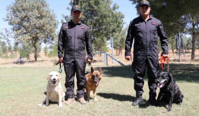 Emekli dedektör köpekler “Afiş”, “Liman” ve “Sakit”e özenli bakım