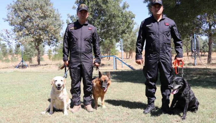 Emekli dedektör köpekler “Afiş”, “Liman” ve “Sakit”e özenli bakım