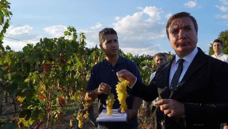 Erzincan’da 5 yeni üzüm çeşidi tescil alıyor