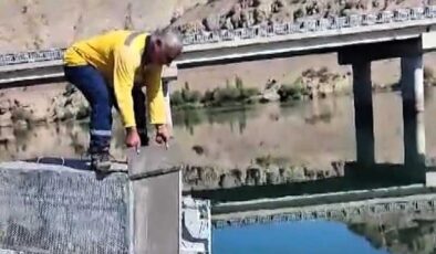 Balıklara zarar veren su samuru doğaya geri salındı