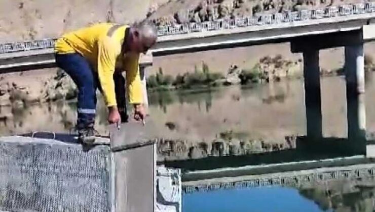 Balıklara zarar veren su samuru doğaya geri salındı