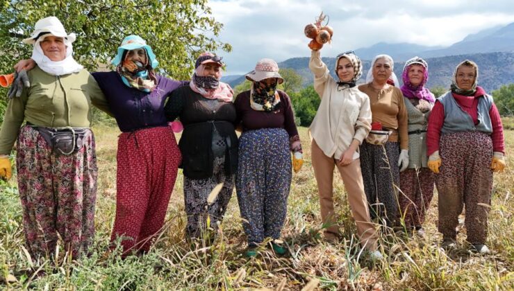 Erzincan’da işçi kadınlar soğan hasadını halayla kutladı