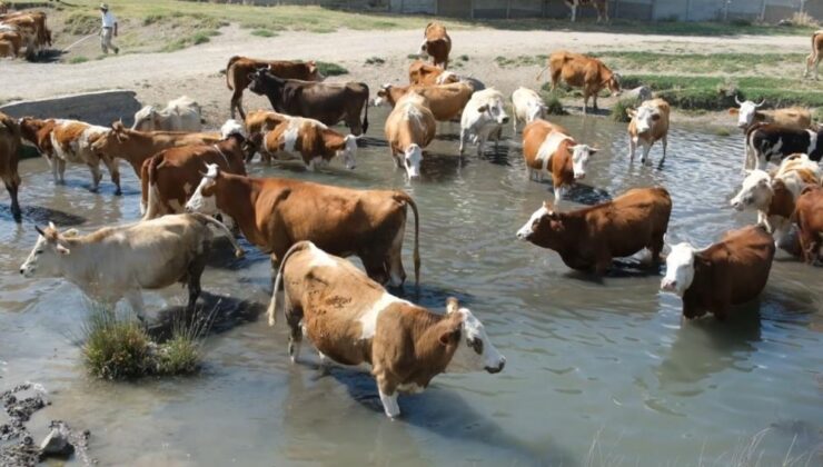 Erzincan’da sıcaklardan bunalan inekler gölette serinledi