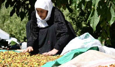 Evlerin damları kışlıklarla doldu Şırnak’ta hazırlık başladı