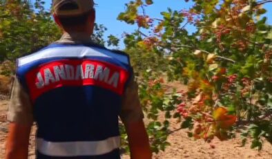 Siirt’te fıstık hırsızlığına karşı jandarmadan dronla denetim