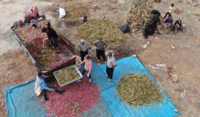 Gaziantep’te fıstıklar güneşte kurutuluyor: Yeşil altın sofralara hazırlanıyor