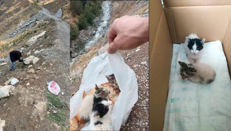 Poşete konulup ölüme terk edilen yavru kediler kurtarıldı