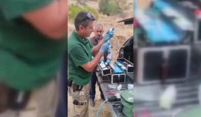 Hakkari’de tele takılan bozayı DKMP ekiplerince kurtarıldı