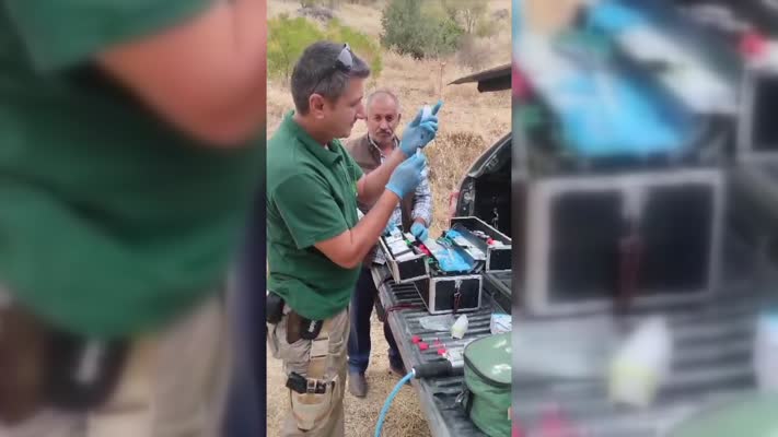 Hakkari’de tele takılan bozayı DKMP ekiplerince kurtarıldı