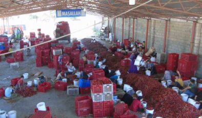 İslahiye’de biberler pul bibere dönüştürülüyor