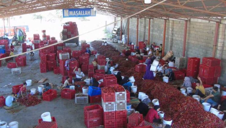 İslahiye’de biberler pul bibere dönüştürülüyor
