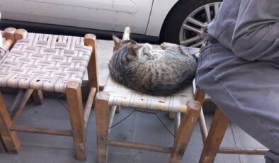 Diyarbakır’da sokak kedileri insanlar ile iç içe!