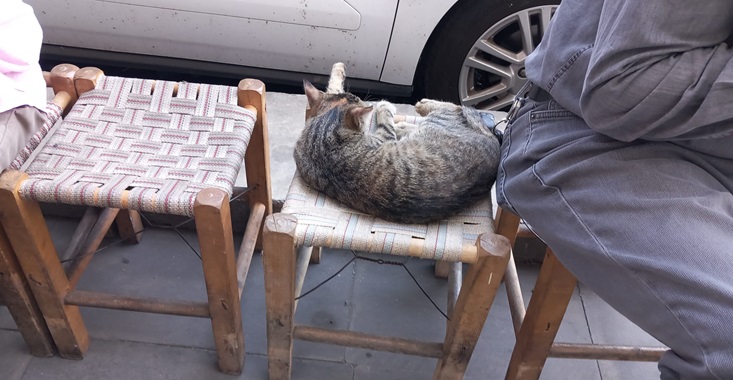 Diyarbakır’da sokak kedileri insanlar ile iç içe!