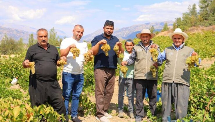Kahramanmaraş’ta bağ bozumu sonrası şıra ve cevizli sucuk yapımı başladı