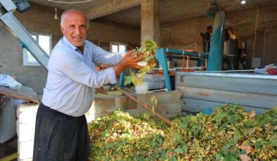 Kahramanmaraş’ta baklavalık fıstık hasadı başladı, rekolte artıyor