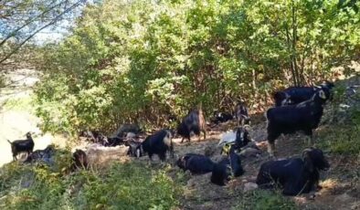 Kamış köyünde kurt saldırıları köylüleri tedirgin ediyor