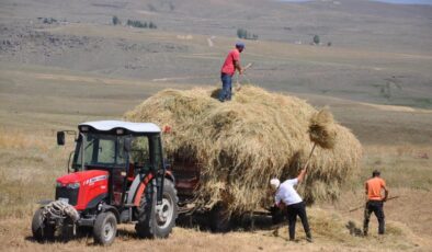 Karslı çiftçiler kavurucu sıcağa rağmen ot toplama mesaisinde