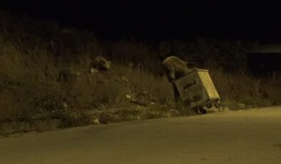 Bozayılar ilçe merkezine indi, çöplerden yiyecek aradı