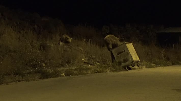 Bozayılar ilçe merkezine indi, çöplerden yiyecek aradı