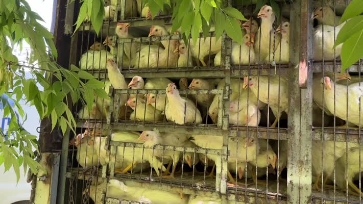 Kırsalda yaşayan 1000 kadına 10 bin tavuk dağıtıldı