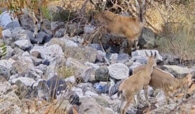Koruma altındaki dağ keçileri Harput’ta sürü halinde görüntülendi