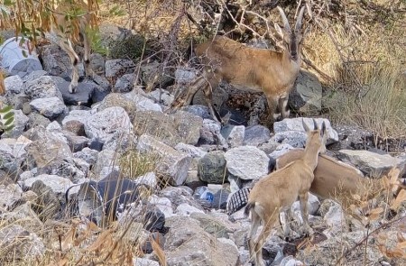 Koruma altındaki dağ keçileri Harput’ta sürü halinde görüntülendi