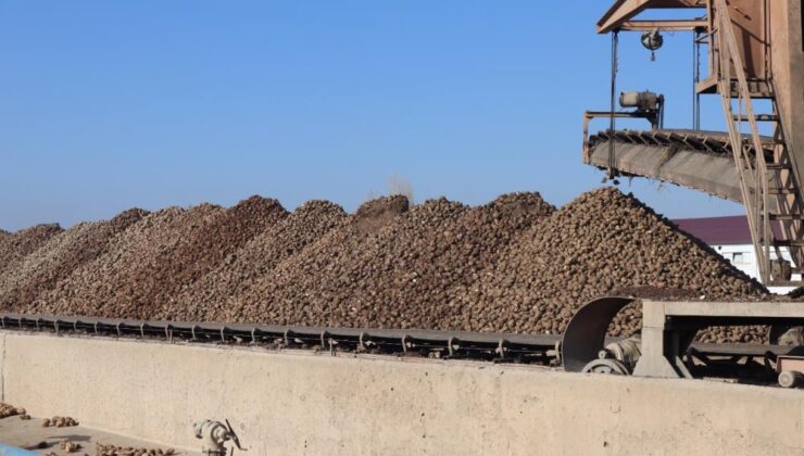 Malatya Şeker Fabrikası’nda hedef 55 bin ton şeker üretimi