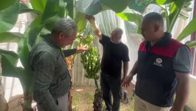 Malatya’da deneme serasında muz hasadı gerçekleştirildi