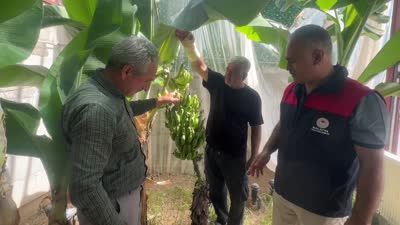 Malatya’da deneme serasında muz hasadı gerçekleştirildi
