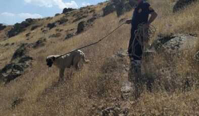 Kayalıklarda mahsur kalan köpek kurtarıldı