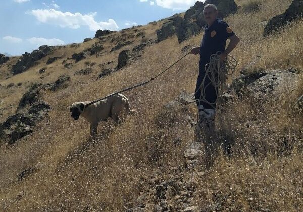 Kayalıklarda mahsur kalan köpek kurtarıldı