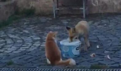 Nemrut Dağı’nda kedi ile tilkinin dostluğu hayran bıraktı