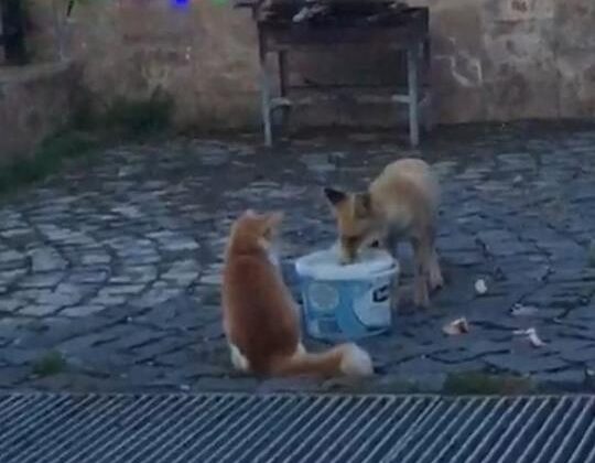 Nemrut Dağı’nda kedi ile tilkinin dostluğu hayran bıraktı