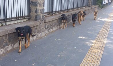 Diyarbakır’da sürü halinde gezen köpekler korku yaşattı